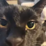 Ranger