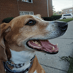Shiloh