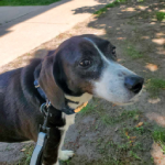 Stella