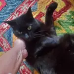 Oliver