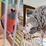 Myrtle and Tuffy