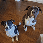 Meadow and Scooter