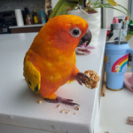 Pico