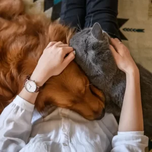 Preparing For Your Pet