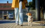 Dog Walking
