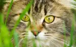 Pet Sitting
