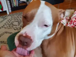 Dog Care