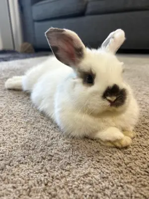 Your Pet Is Happy Because