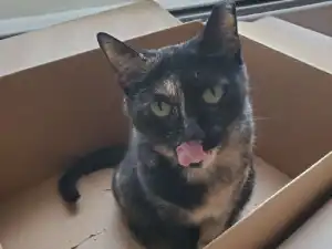 Cat Care