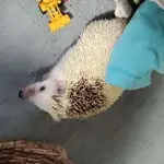 Mochi
