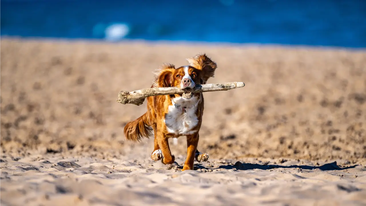 Dog-Friendly Places in Evanston